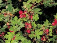 Photo of a squaw bush with berries
